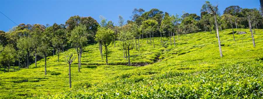 Ooty & Kodai Tour
